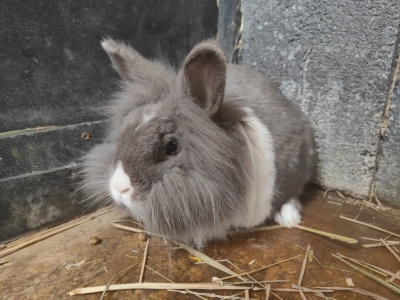 Nala